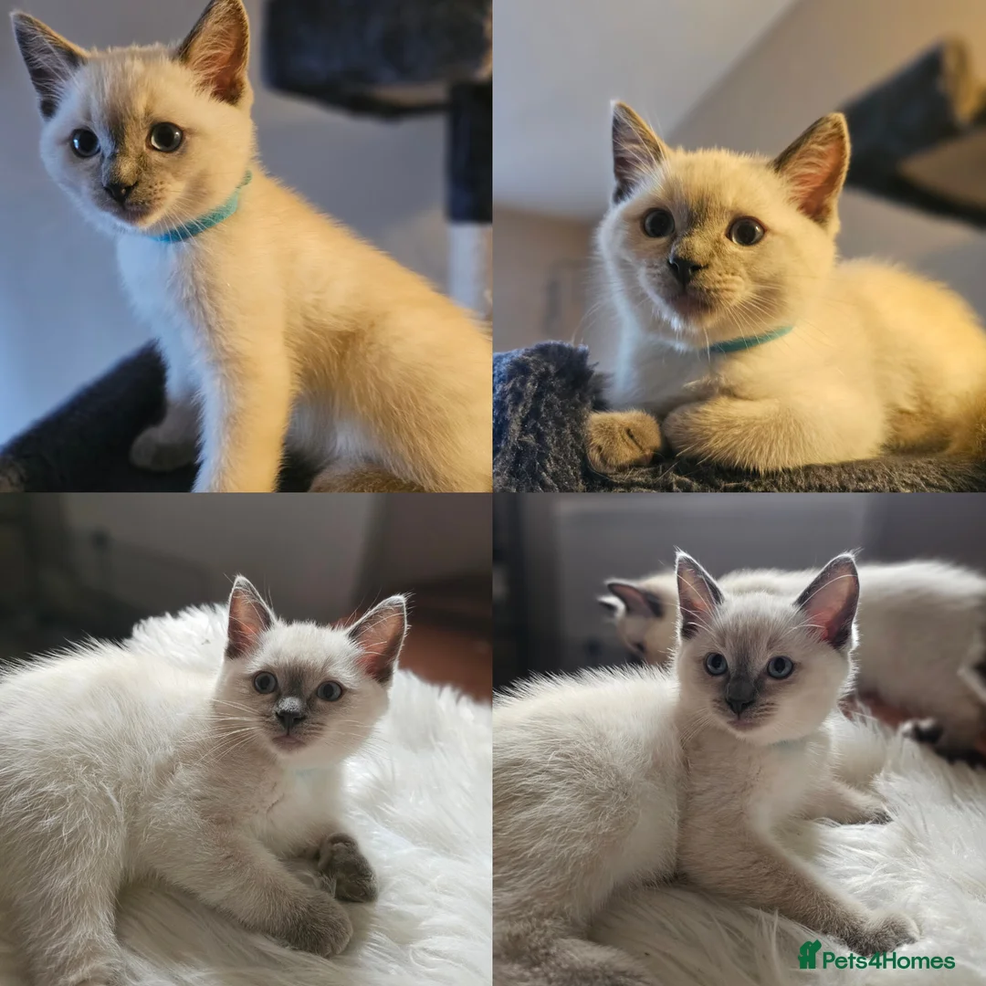 Siamese cats for sale: Siamese x Ragdoll {Ragamese} kittens 😸  - Advert 6