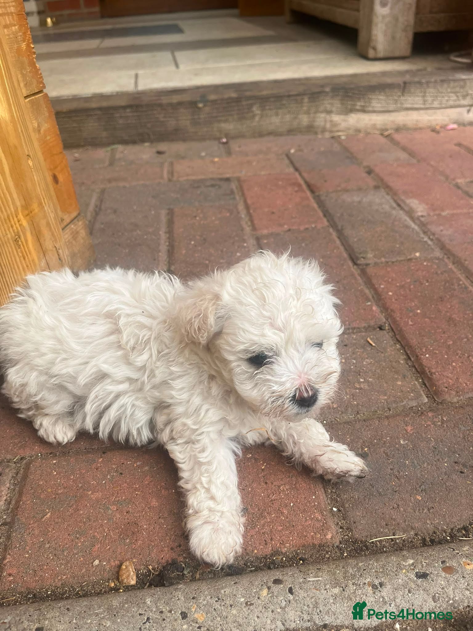 Mixed Breed dogs Bichone Frise 3 boys one girl  - Advert 2