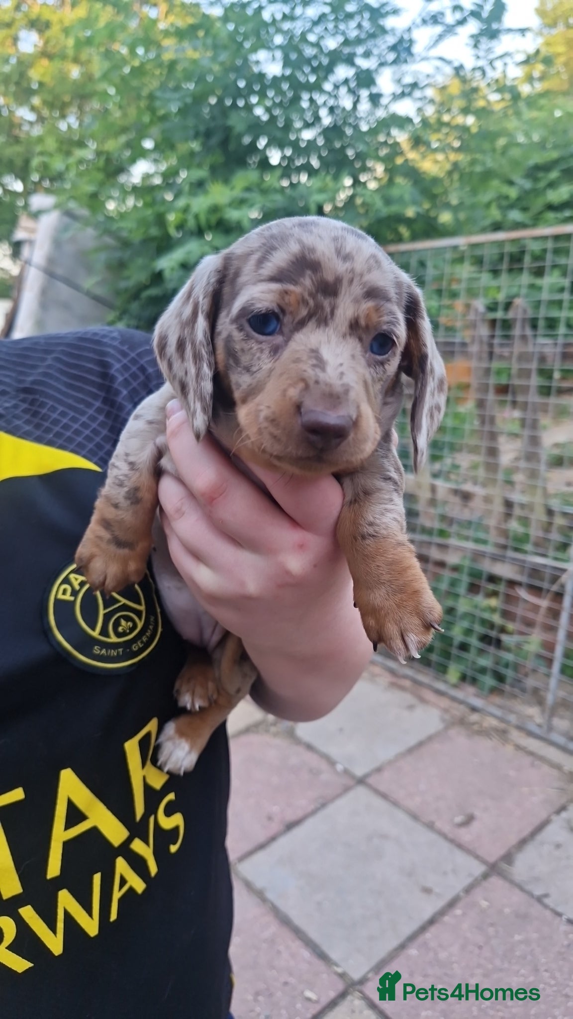 Dachshund dogs Exceptional Dapple Miniature Dachshund Puppies 🐶  - Advert 2