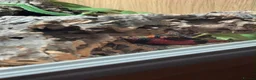 Milk Snake reptiles for sale: Honduran milk snake - Advert 6