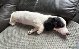 Miniature Dachshund dogs for sale: Mini longhair dachshunds - Image 4