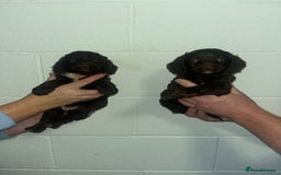 Cockapoo dogs for sale: Cockapoo puppies  - Advert 4