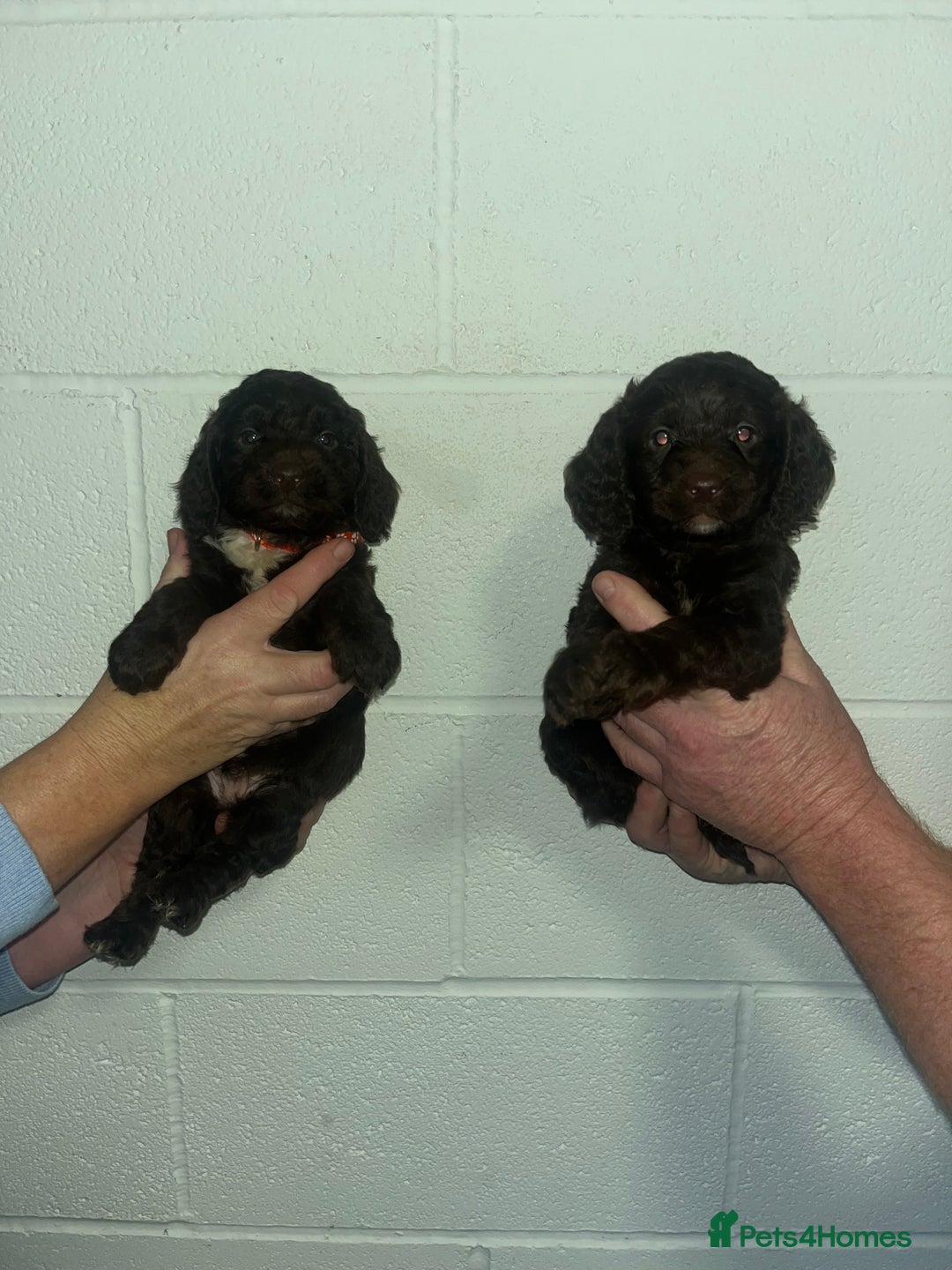 Cockapoo dogs for sale: Cockapoo puppies  - Advert 4