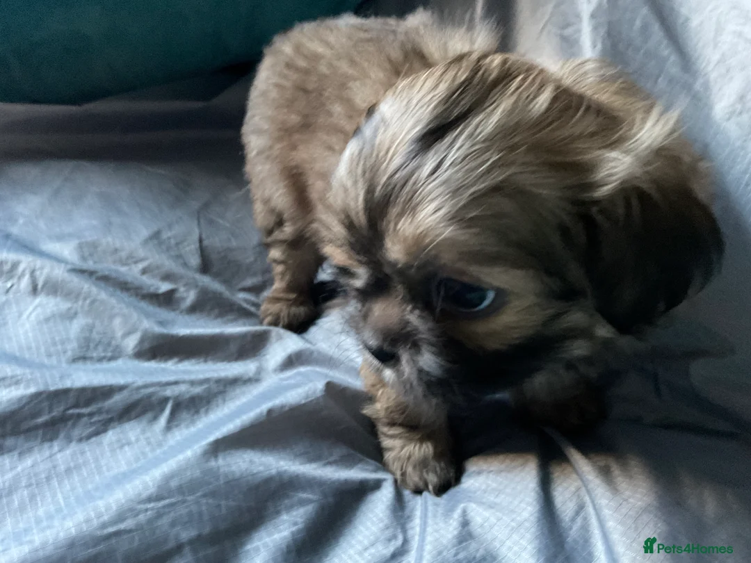 Mixed Breed dogs for sale: SHIH TZU/ CHIHUAHUAS  - Advert 15
