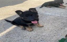 German Shepherd dogs for sale: German shepherd  - Image 17