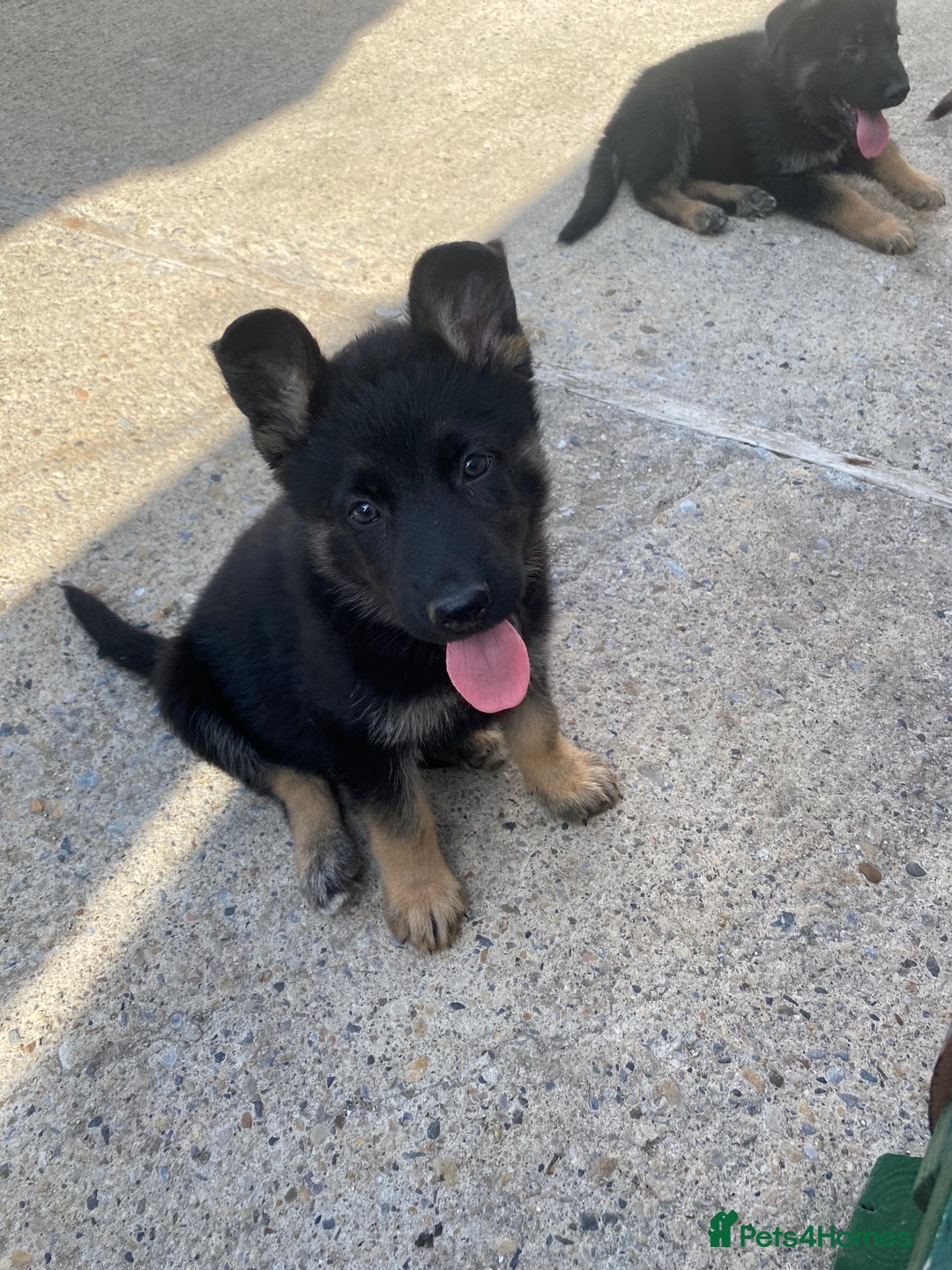 German Shepherd dogs for sale: German shepherd  - Image 17