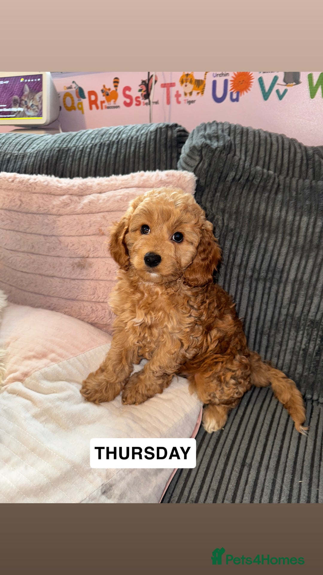 Cockapoo dogs for sale: Cockapoo Puppies for Sale  - Image 4