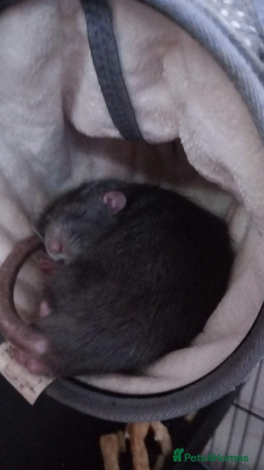 Rat rodents 3 amazing boy rats in Guildford - Advert 2