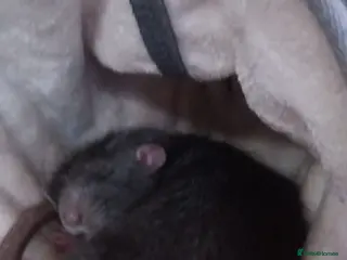 Rat rodents 3 amazing boy rats in Guildford - Advert 2