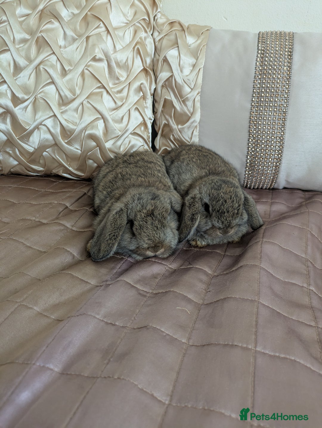 Mini Lop rabbits for sale: Purebred mini lop bunnies Chestnut Angora  - Image 5