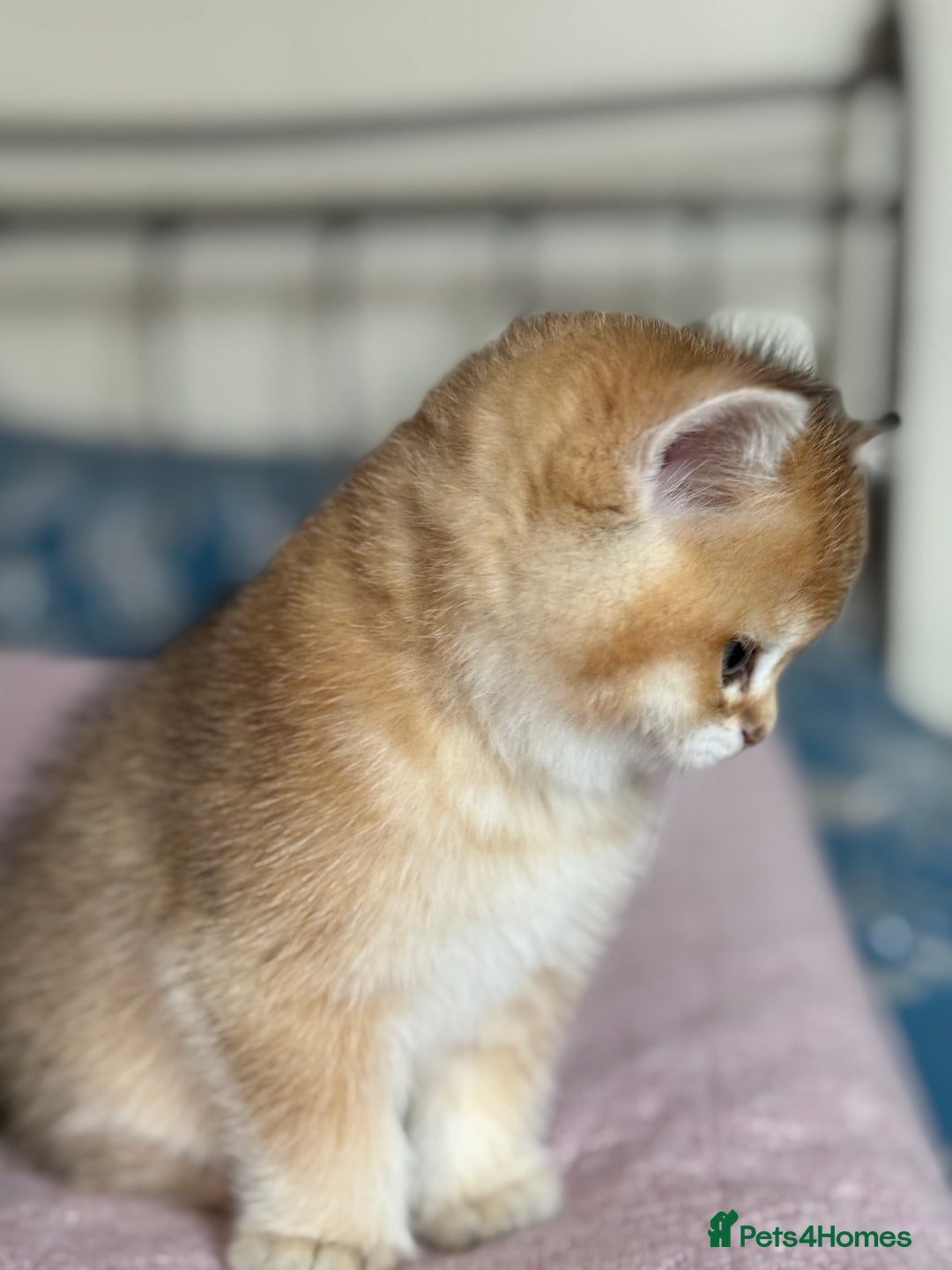 British Shorthair cats for sale: Champion line golden BSH - Image 6