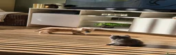 British Shorthair cats for sale: Pedigree British Shorthair Girls - Advert 3