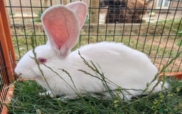 Continental Giant rabbits for sale: REW Vaccinated Male Continental Giant Rabbits  - Image 1
