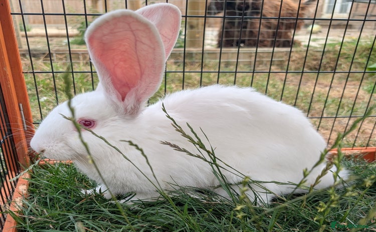 Continental Giant rabbits - Advert 3
