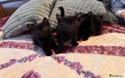 Mixed Breed cats for sale: Kittens - Image 10