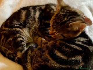 Bengal cats in Dorking - Advert 6