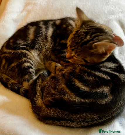 Bengal cats in Dorking - Advert 15