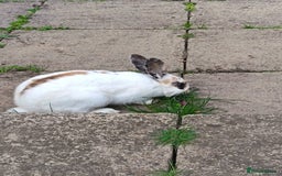 Lionhead rabbits for sale: Two Rabbits - Image 2