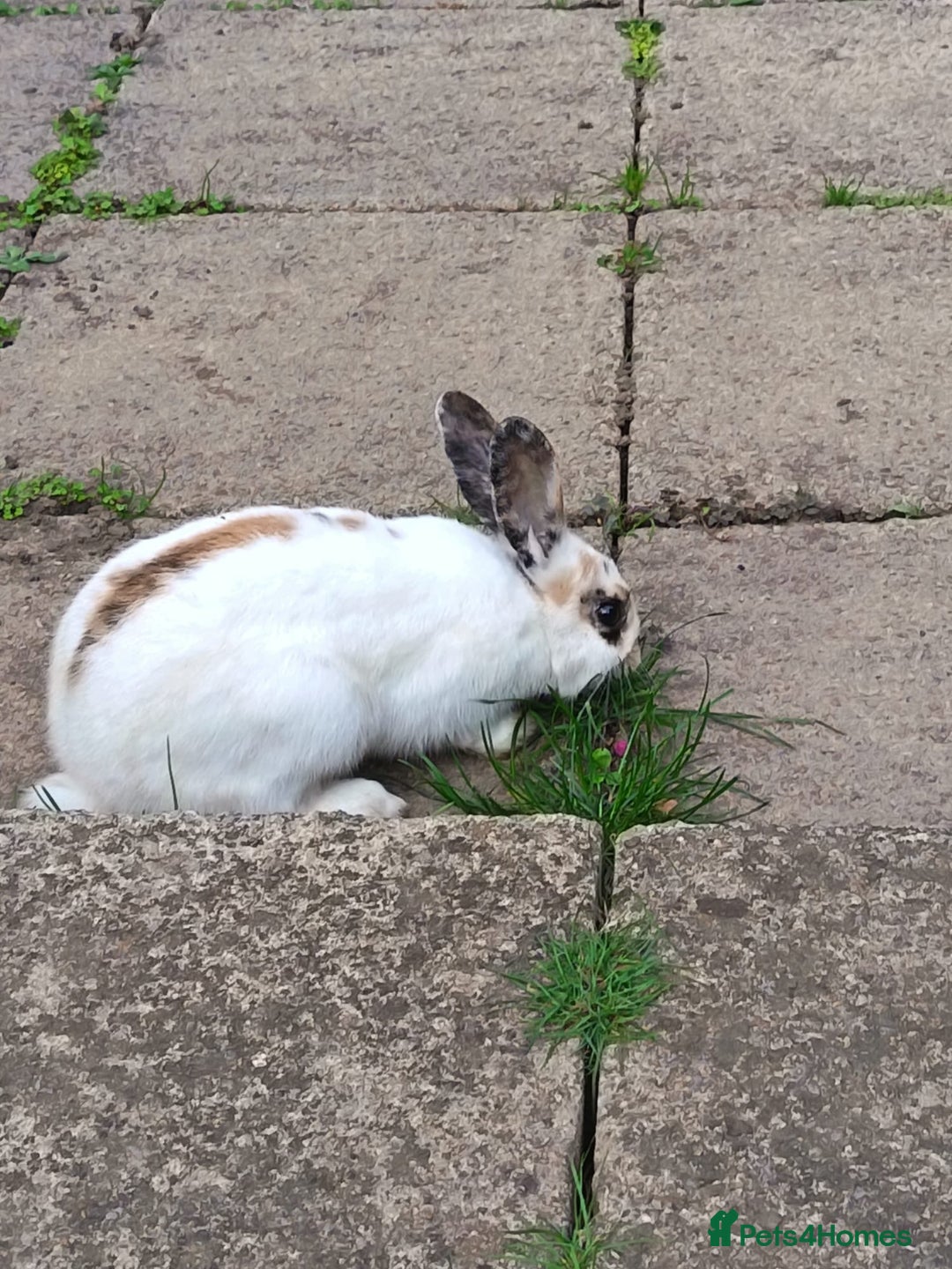 Lionhead rabbits for sale: Two Rabbits - Image 2