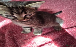 Mixed Breed cats for sale: Beautiful kittens  - Image 30