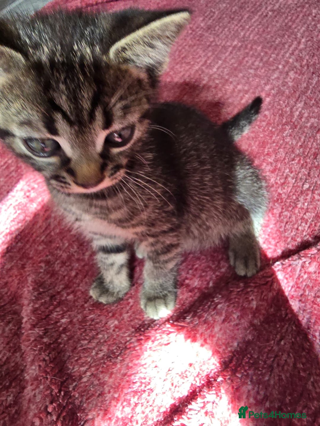 Mixed Breed cats for sale: Beautiful kittens  - Image 30