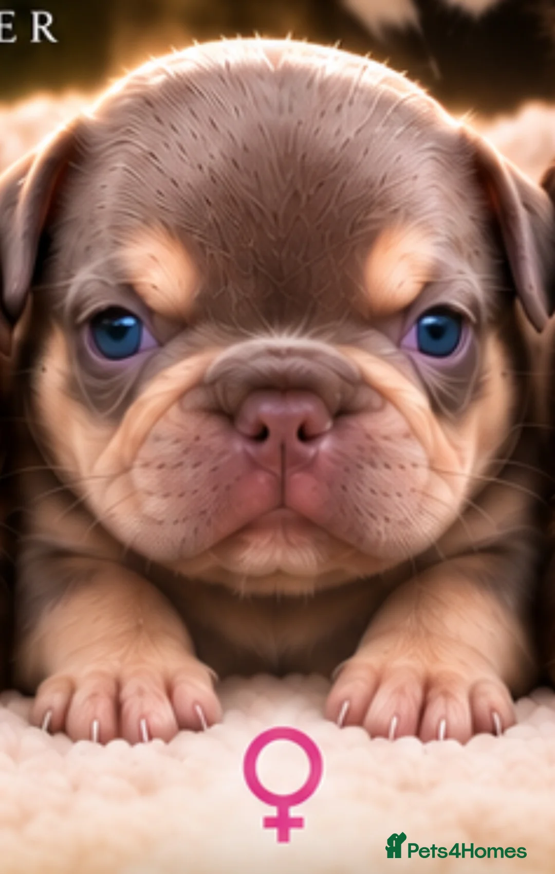 French Bulldog dogs for sale: SIMBA & BERRY — ISABELLA LITTER HAS ARRIVED!  - Advert 2