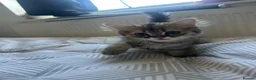 British Longhair cats for sale: Last Boy British long haired  in London - Advert 4