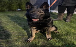 German Shepherd dogs for sale: KC reg GSD puppies  - Image 6