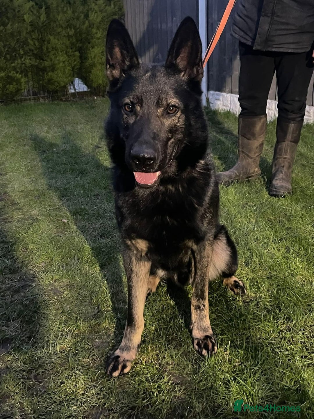 German Shepherd dogs for sale: KC reg GSD puppies  - Image 6