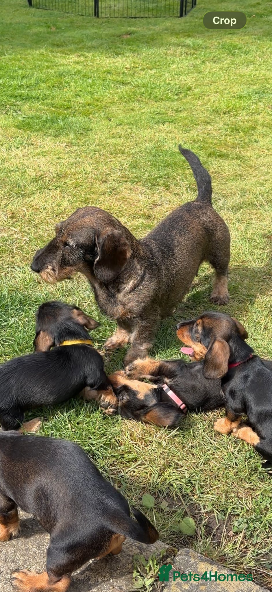 Dachshund dogs Teckels for sale - Advert 3