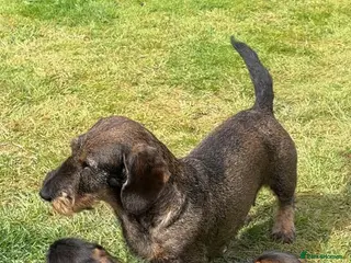 Dachshund dogs Teckels for sale - Advert 5