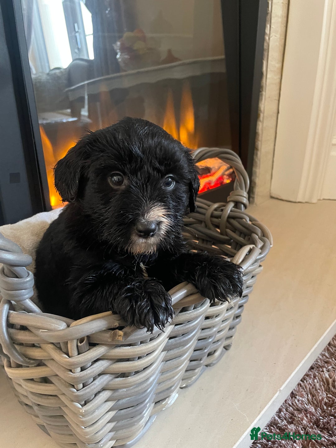 Cocker Spaniel dogs for sale: Cocker spaniel puppy’s  - Image 8