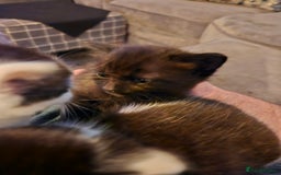 Mixed Breed cats for sale: 4 beautiful mixed kittens  - Image 10