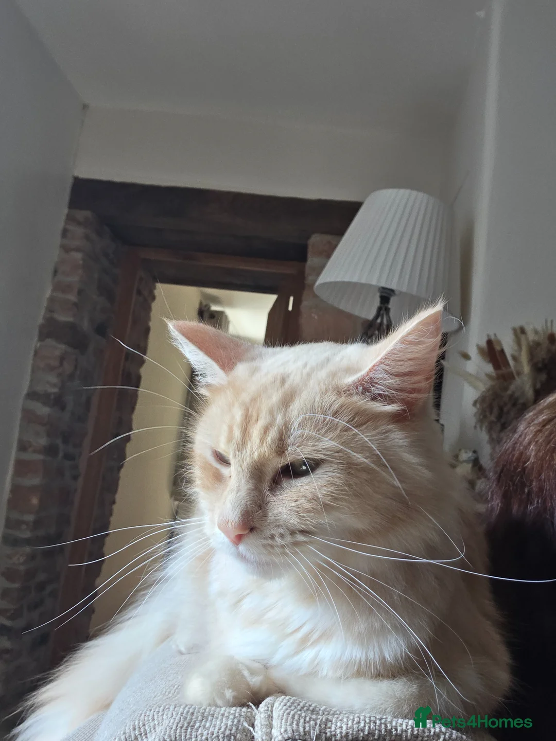 Maine Coon cats for sale: Ginger cream fluffy maine coon cross kittens - Advert 2