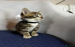 Domestic Shorthair cats for sale: Little ones  - Image 7