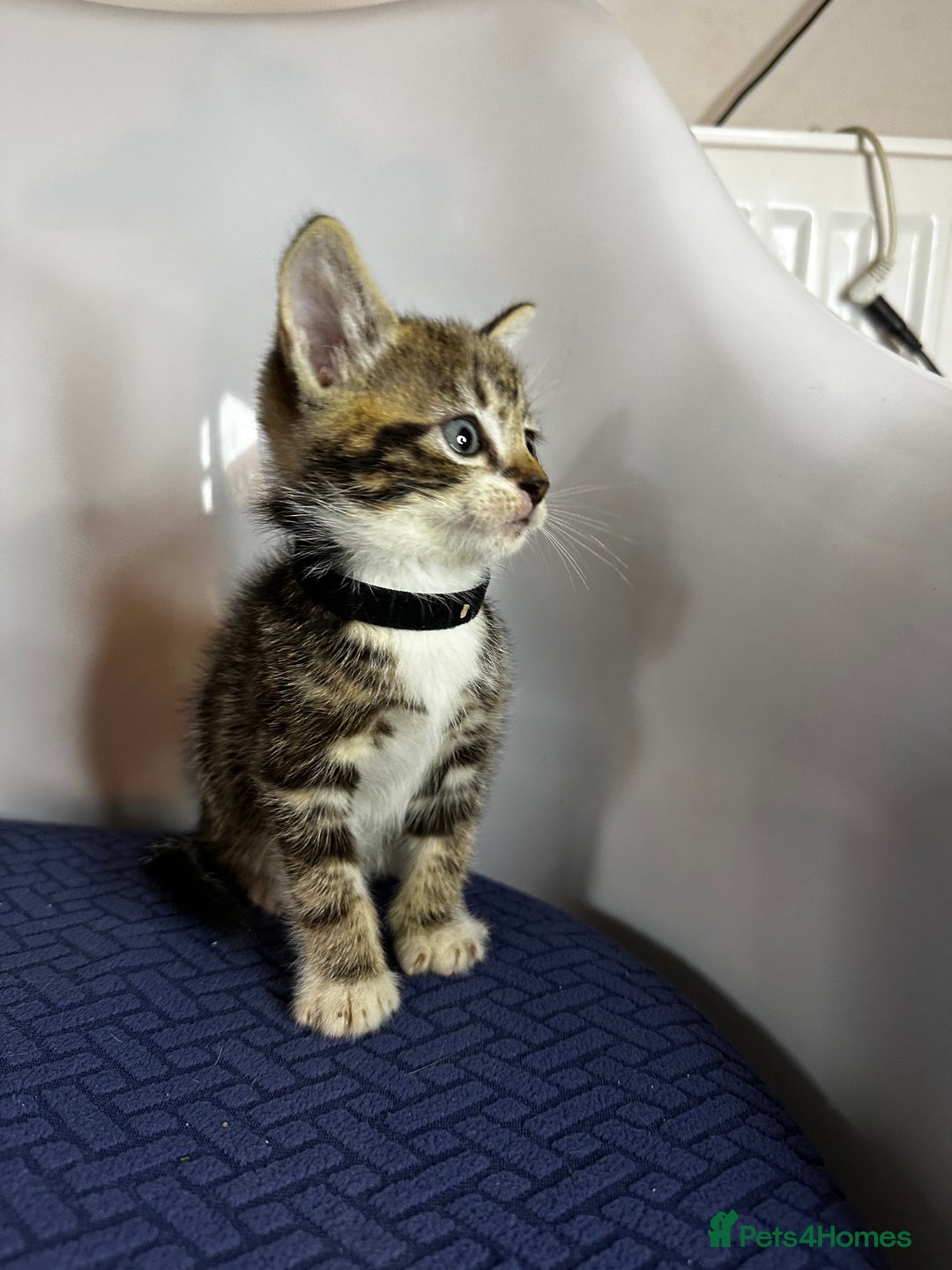 Domestic Shorthair cats for sale: Little ones  - Image 7