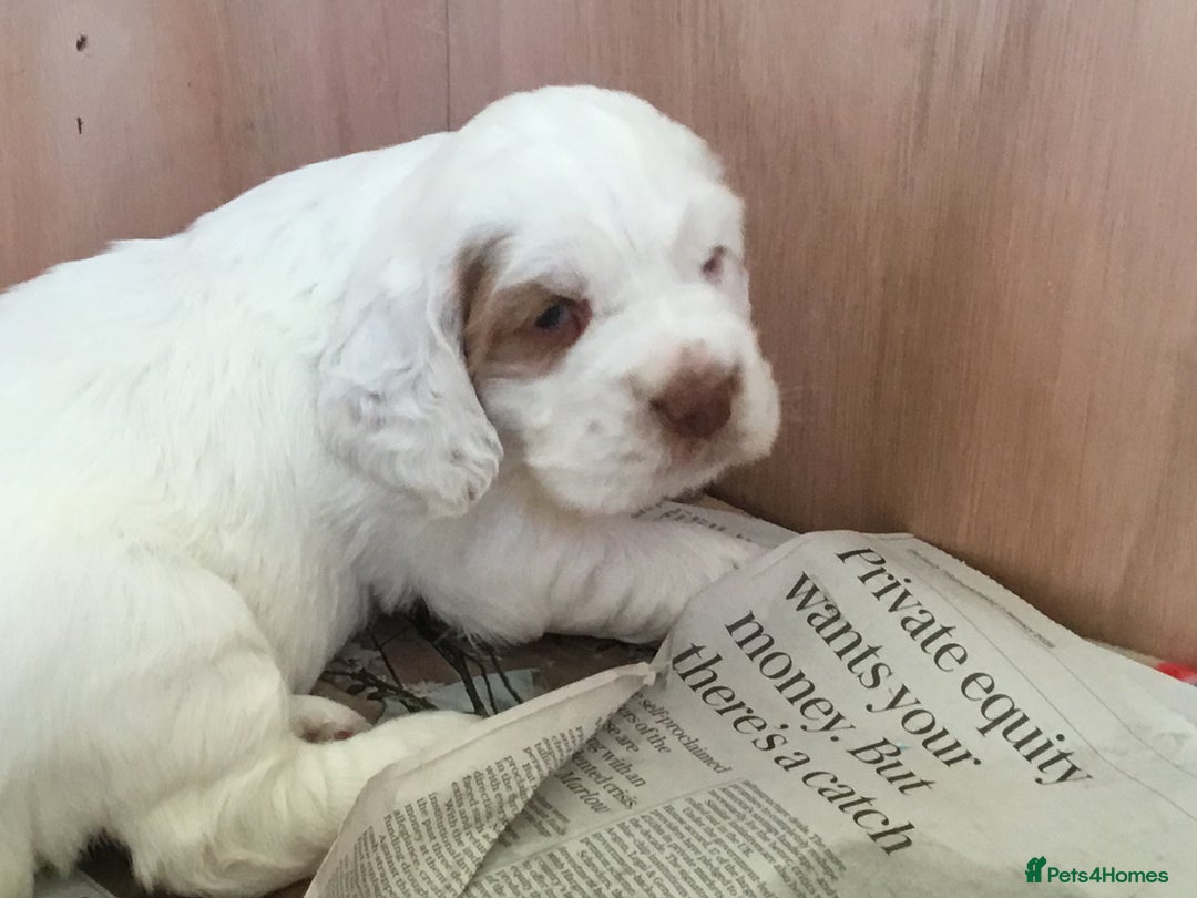 Clumber Spaniel dogs for sale: Clumber Spaniel Puppies For Sale  - Advert 7