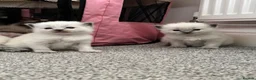 Ragdoll cats for sale: Pure blue point ragdolls  - Advert 35