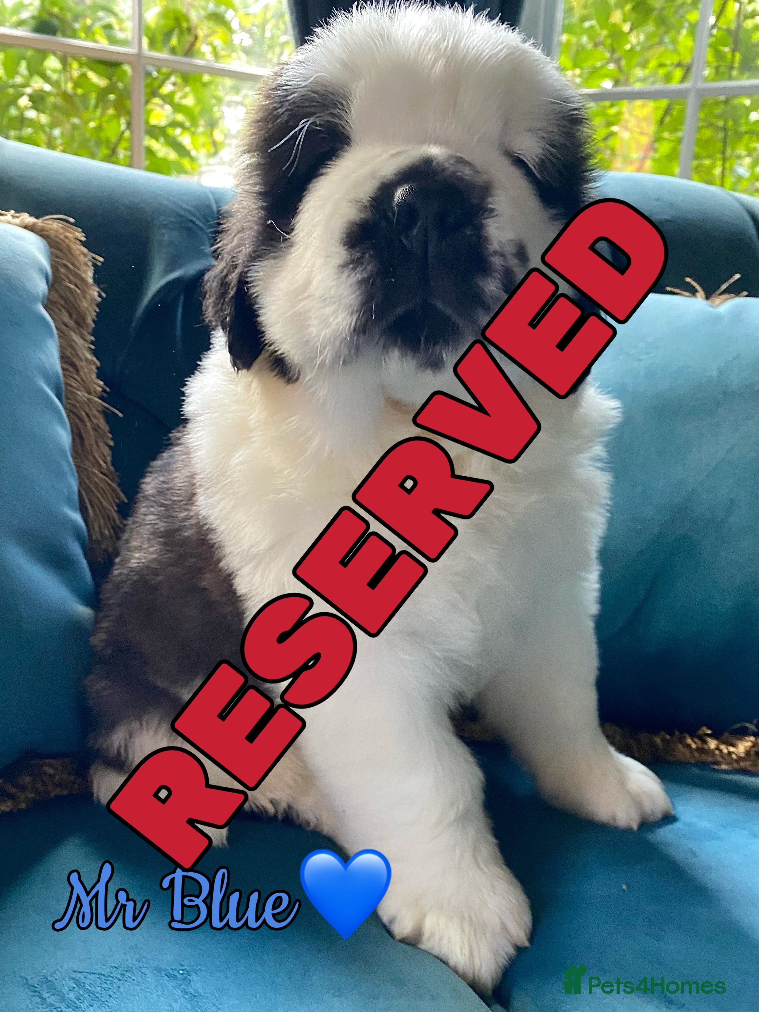 Saint Bernard dogs Outstanding KC Registered Saint Bernard Puppies - Advert 1