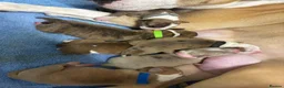 Mixed Breed dogs for sale: BEAUTIFUL PUPPIES AVAILABLE – READY 18TH DECEMBER - Advert 3