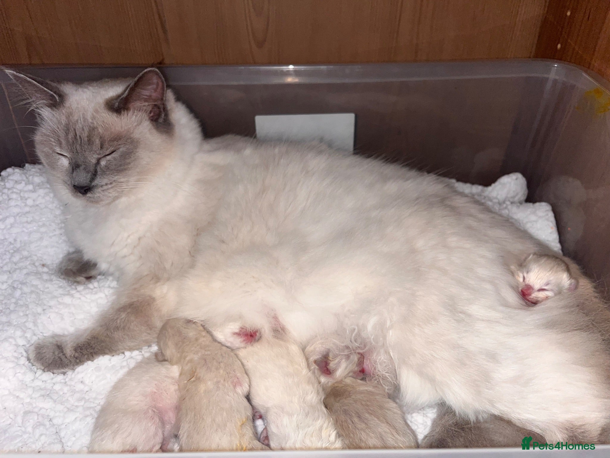 Ragdoll cats Ragdolls  - Advert 5