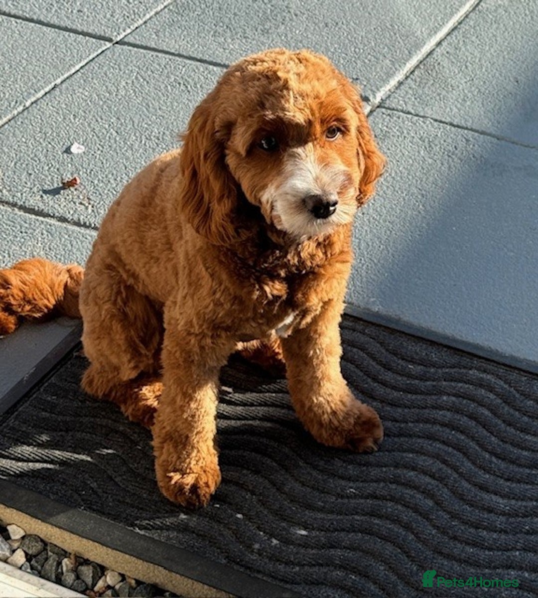 Cavapoo dogs for sale: Expecting a litter-health tested F1b Cavapoo pups - Image 9