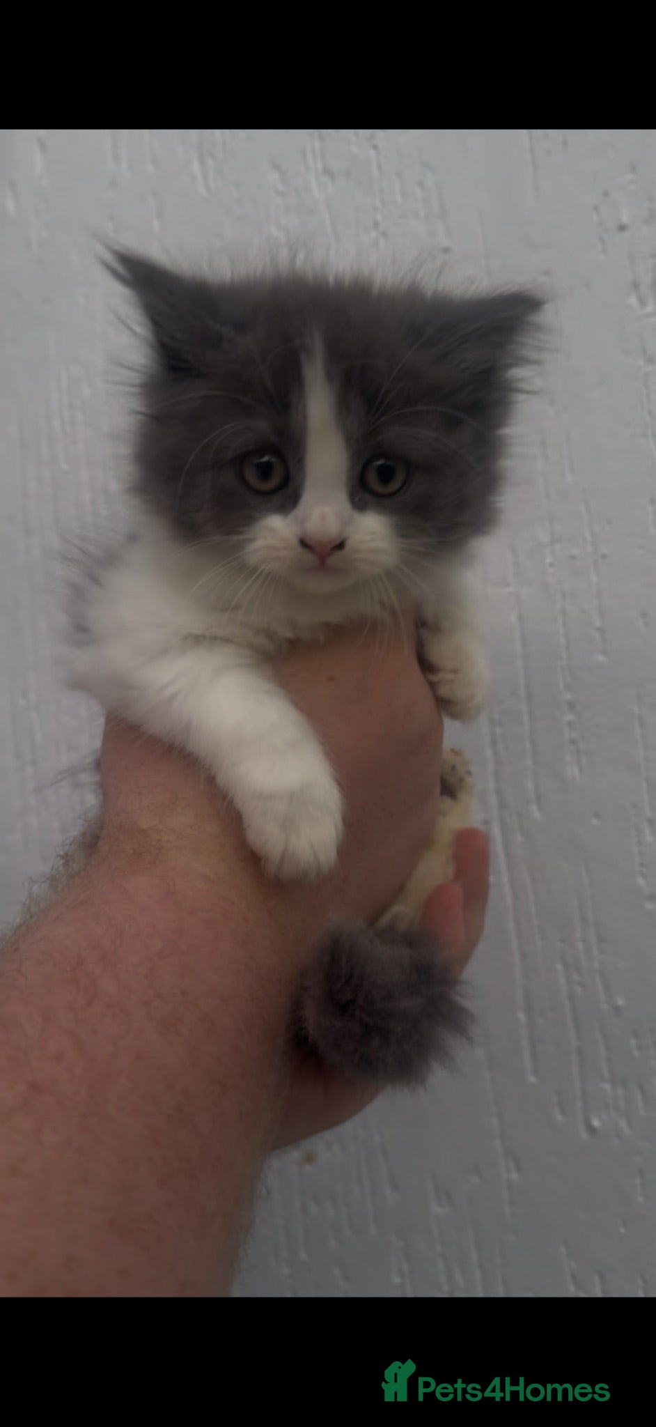 British Longhair cats British longhair kittens for sale - Advert 2