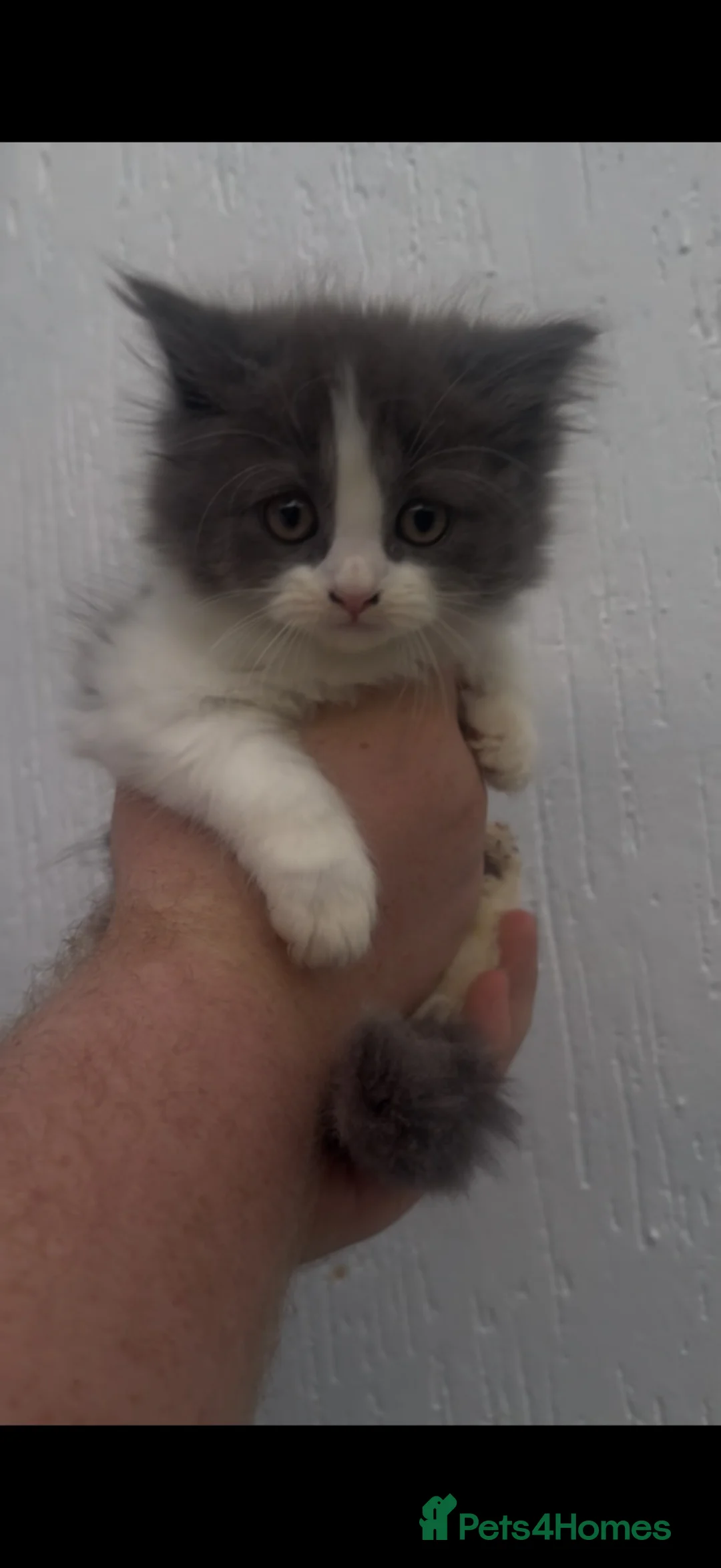 British Longhair cats for sale: British longhair kittens for sale - Advert 1