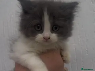 British Longhair cats British longhair kittens for sale Ready now - Advert 4
