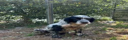 English Setter dogs for adoption: Zeus  in Woolacombe - Advert 6