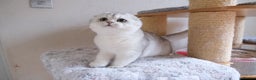 Scottish Fold cats for sale: Scottish fold and straight kittens  - Advert 13