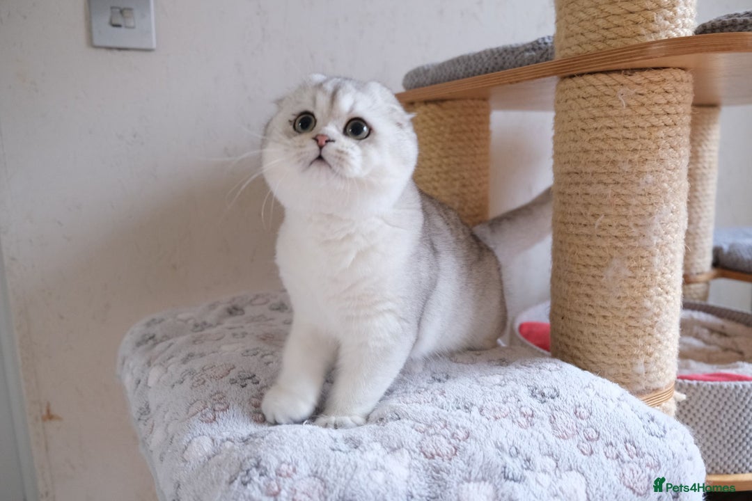 Scottish Fold cats for sale: Scottish fold and straight kittens  - Advert 13