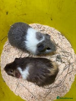 Guinea Pig rodents - Advert 7