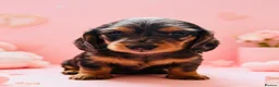 Miniature Dachshund dogs for sale: Quality Miniature Dachshund puppies - Advert 7